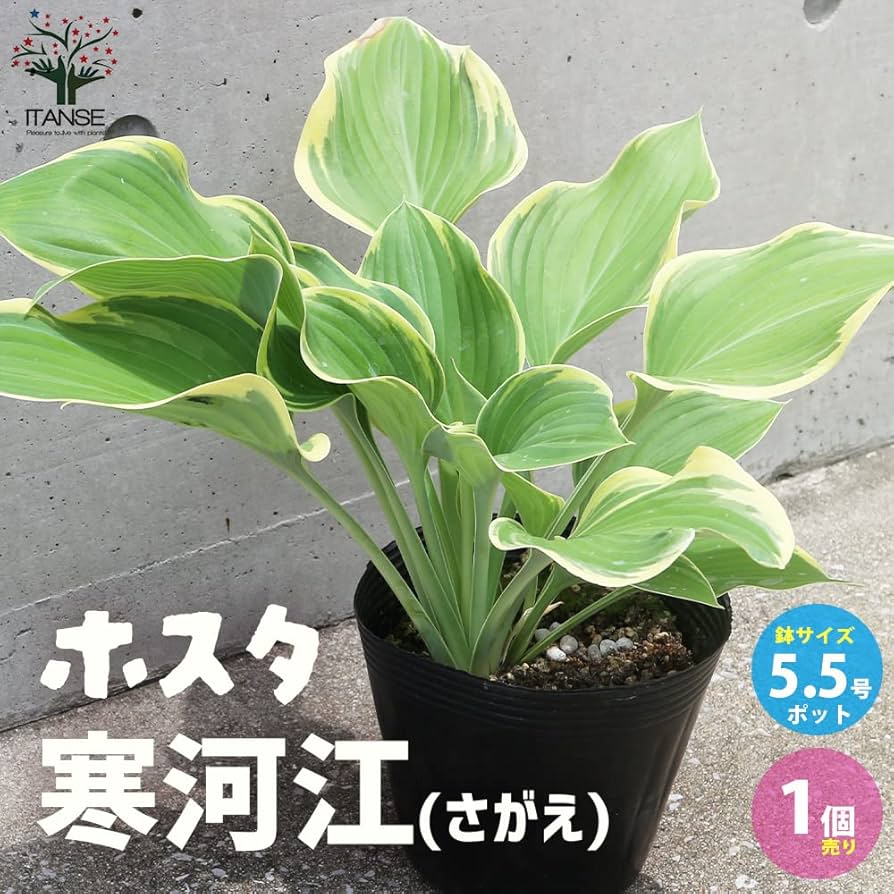 ギボウシ　ホスタ　寒河江　超大型 ギボウシ ホスタ 寒河江 超大型